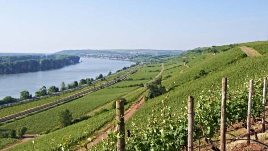 Rheinhessen